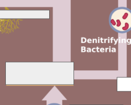 <p>nitrogen cycle: name this step</p>