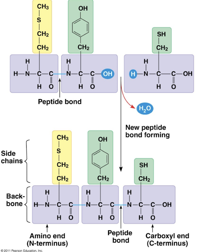 <p>polypeptide</p>