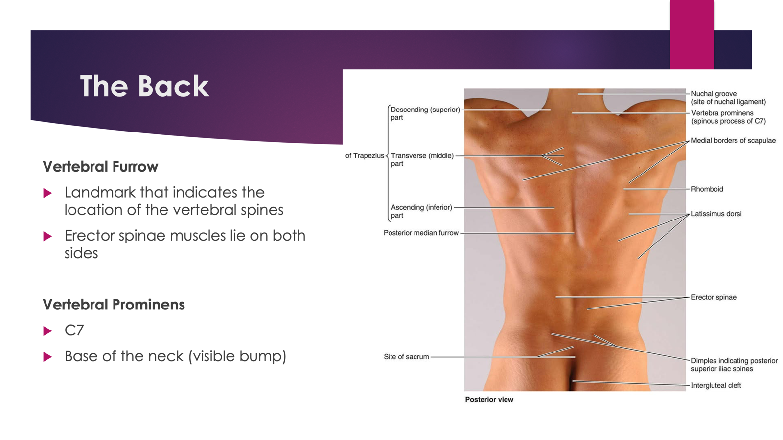 <p>Vertebral Furrow </p><p></p><p><span>Erector spinae muscles lie on both sides. </span></p>