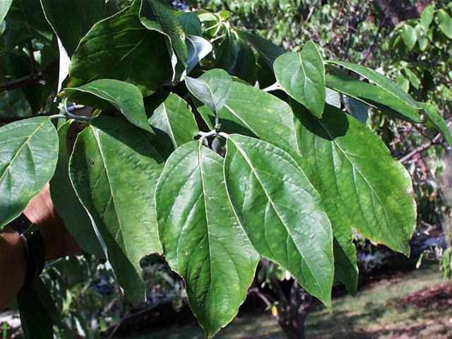 <p>scientific name</p>