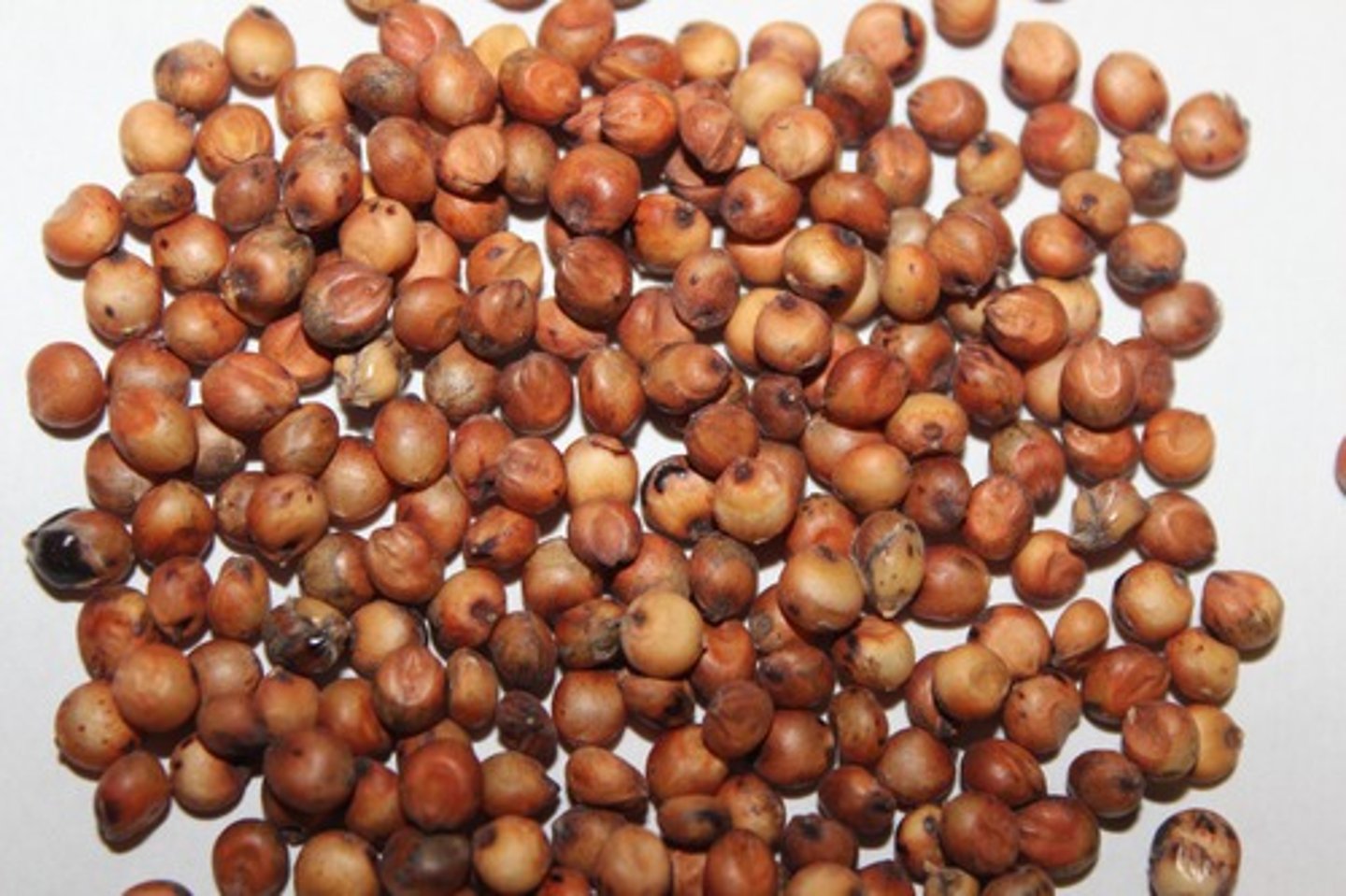 <p>/ˈsɔː.ɡəm/</p><p>Cao lương</p>