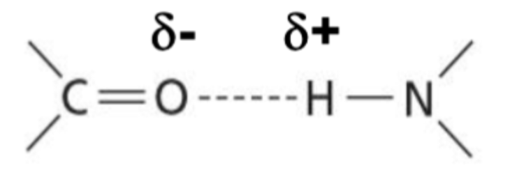 <p>An electrostatic non-covalent force consisting of the dipole-dipole interaction between an uncharged hydrogen and electronegative atom</p>