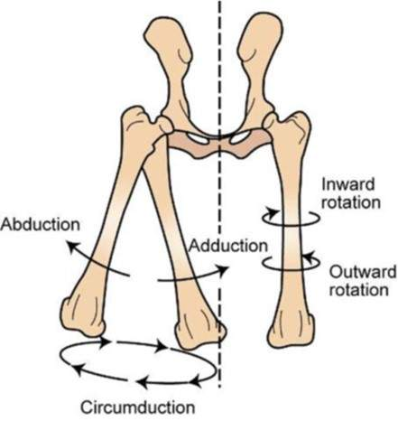 <p>Circumduction </p>