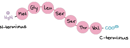 <p>N → C </p><p>NH3+ → O=C-O-</p>