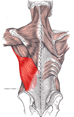 <p>O: Spines of T7-Sacrum, iliac crest, 2 ribs</p><p>I: Intertubercular sulcus of humerus</p><p>N: Thoracodorsal nerve</p><p>Fx: Extends, adducts, and medially rotates the arm</p>