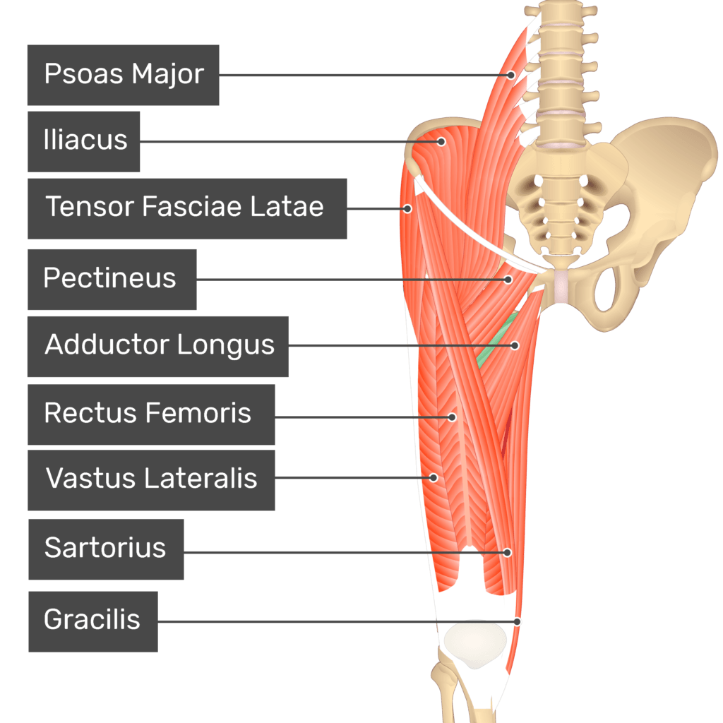 <ul><li><p>a flat, triangular muscle running from the pubis to the medial aspect of they femur</p></li><li><p>produces thigh adduction and participates in flexion, internal rotation of the thigh and pelvis stabilization when standing or walking</p></li><li><p>a weak adductor, as it is the shortest muscle in the adductor group</p></li></ul><p></p><p>origin → anterior body of pubis, pubic ramus</p><p>insertion → linea aspera of femur (medial lip)</p><p>action → thigh flexion, adduction, external rotation at the hip joint; pelvis stabilization</p><p>innervation → obuturator nerve (L2-L4)</p><p>blood supply → arteria profunda femoris</p>