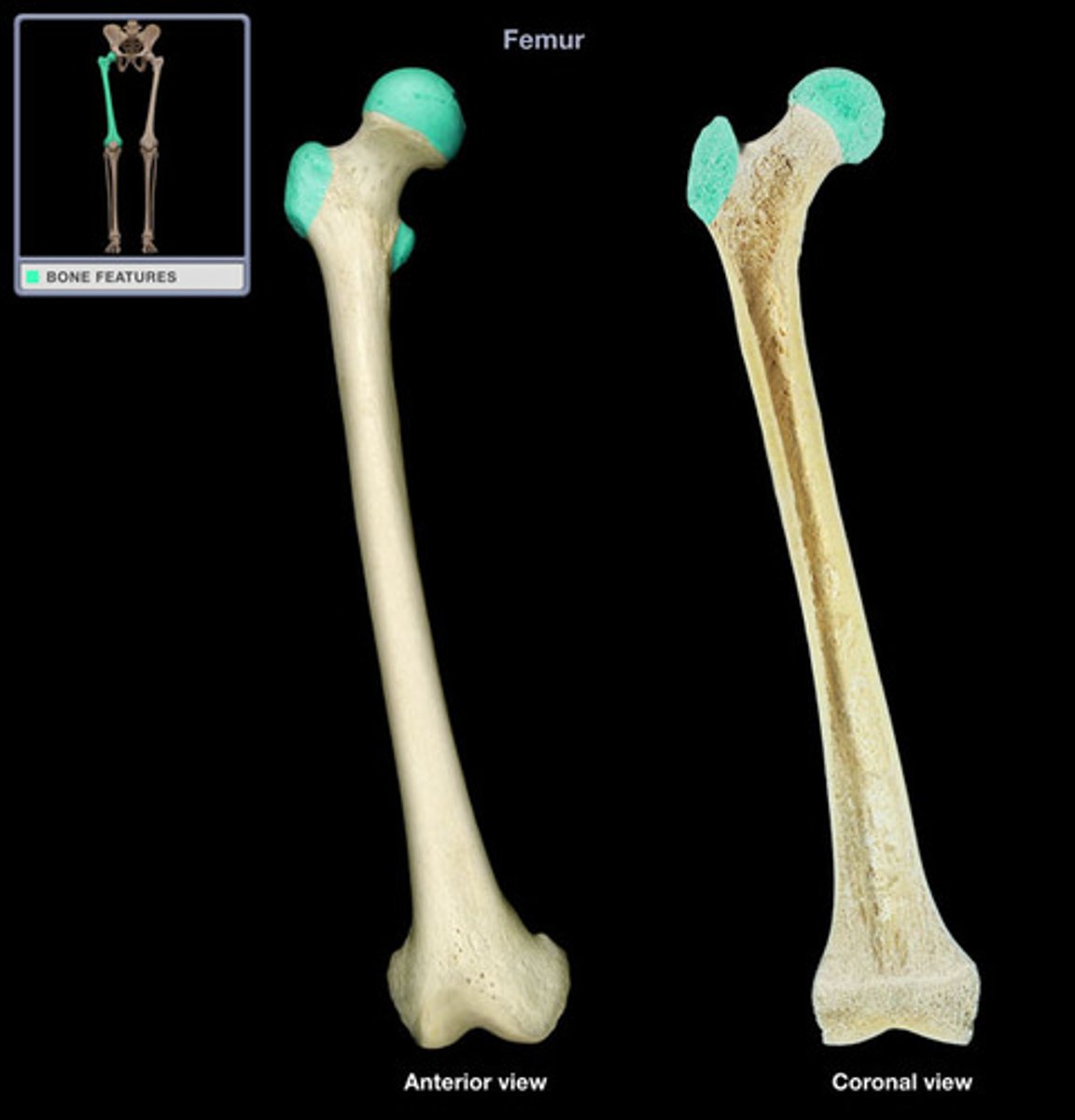 <p>End of bone closest to body trunk.</p>