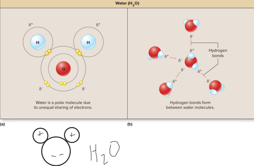 <p>Hydrogen bond </p>