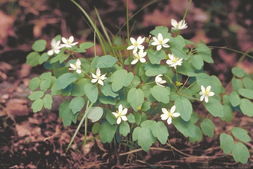 <p>What Plant is This?</p>