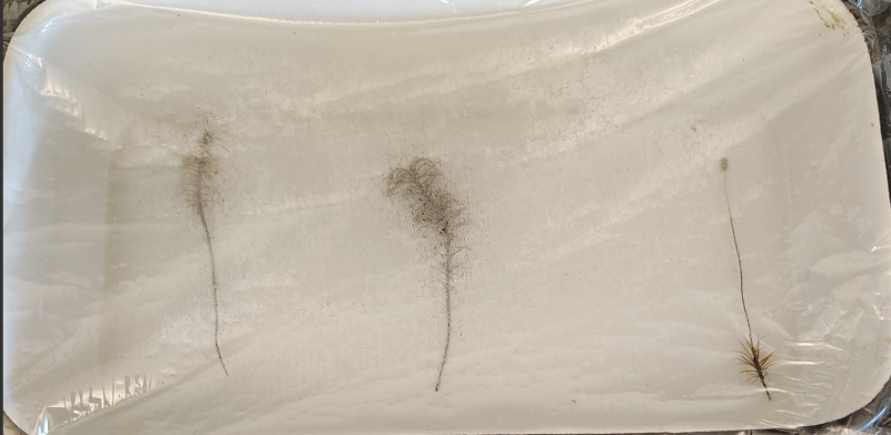 <ol><li><p>Name the phylum </p></li></ol><p></p>