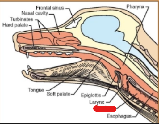 <p>what is it (Respiratory System)</p>