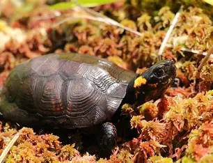 <p>endangered; smallest North American turtle; Appalachian mountain bogs; solid black with yellow spot behind eye and on throat</p>