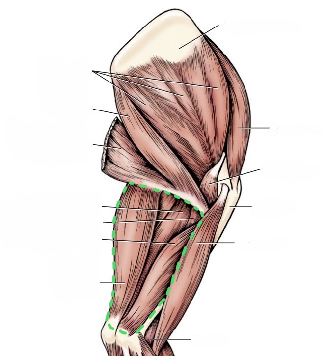 <p>tensor fasciae antebrachii</p><p>triceps</p>