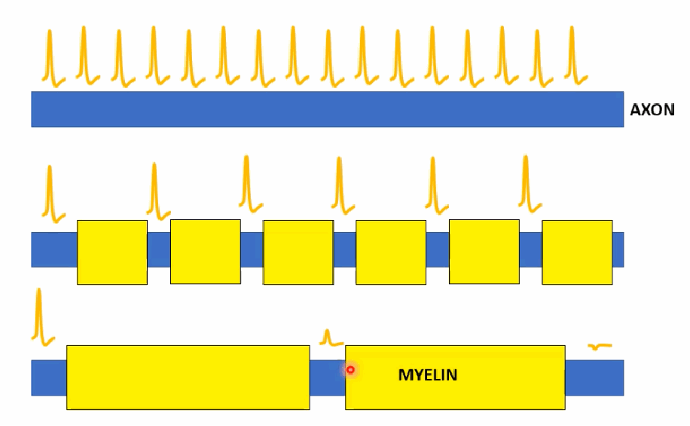 <p>An unmyelinated axon gets reliable but slow AP propagation, because every patch of membrane must depolarise in turn. Correctly-spaced nodes allow fast “leaping” (saltatory) conduction. If myelin is too thick or nodes are spaced too far apart, passive diffusion between nodes may be insufficient to depolarise the next node past threshold, risking failure to propagate.</p>