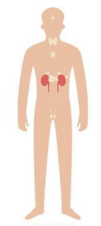<p>which organ system is this?</p>
