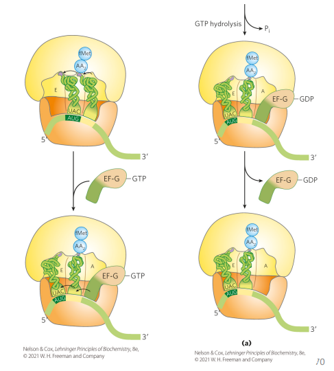 <p>elongation factor G (bound to GTP) goes on A site and bumps everything over (displacing the peptidyl-tRNA). Hydrolysis of GTP allows for elongation factor to leave, so we end up with an empty A site</p>