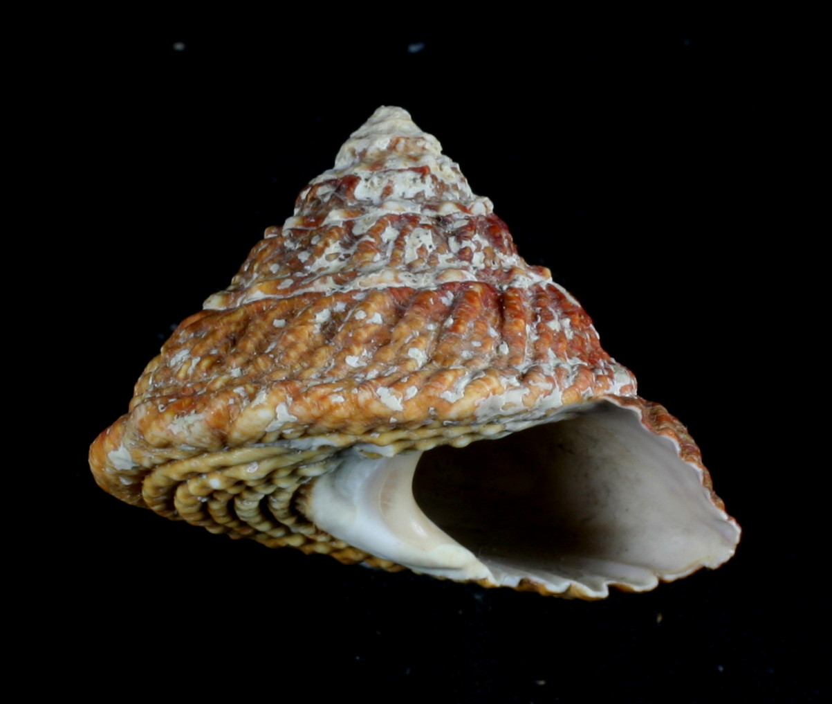 <p>Red Turban Snail</p>