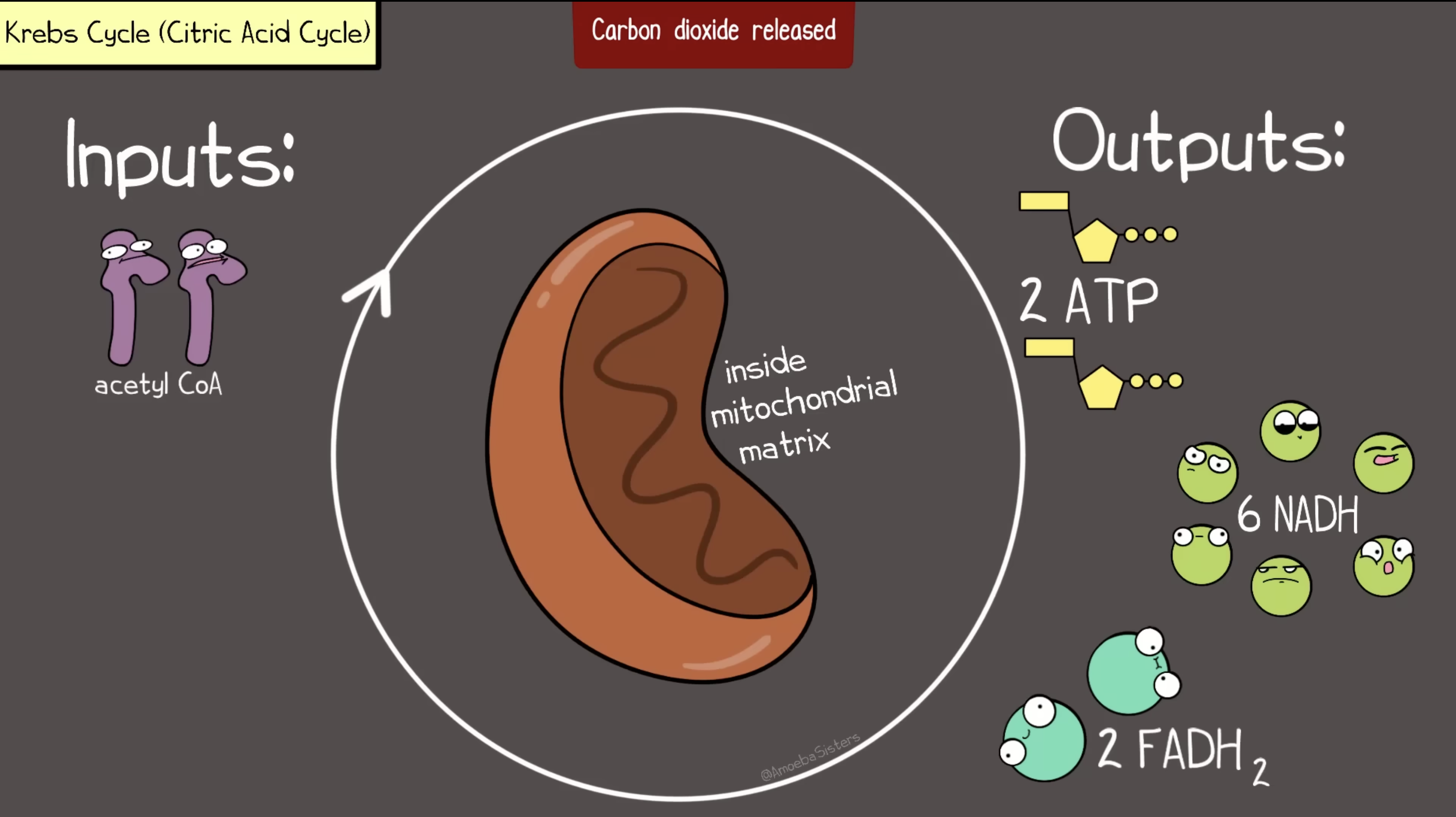 <ul><li><p><strong>Mitochondrial Matrix</strong></p></li><li><p><strong><em>2 Acetyl CoA →</em></strong></p><ul><li><p>2 ATP</p></li><li><p>2 FADH<sub>2</sub></p></li><li><p>4 CO<sub>2</sub></p></li><li><p>6 NADH</p></li></ul></li></ul><p></p>