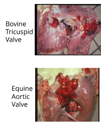<p>What is the most common location of bacterial endocarditis in large animals?</p>