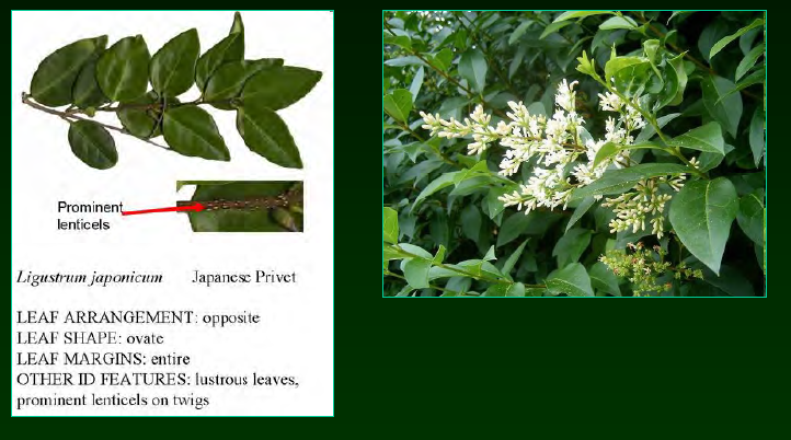 <p>•</p><p>Widely used as a landscape plant</p><p>•</p><p>Not native, but not particularly invasive</p><p>•</p><p>Usually only near old homesteads</p><p>•</p><p>Key Characters:</p><p>•</p><p>Opposite leaves</p><p>•</p><p>Two-ranked leaves</p><p>•</p><p>Purple berries (drupes)</p><p>•</p><p>Glossy leaves</p>