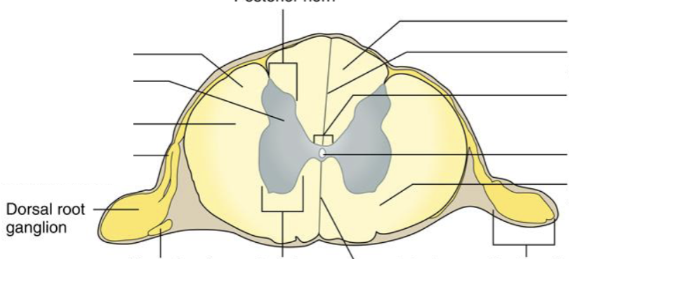 <p><strong>Location: Bulge on dorsal root; Function: Contains cell bodies of sensory neurons</strong></p>