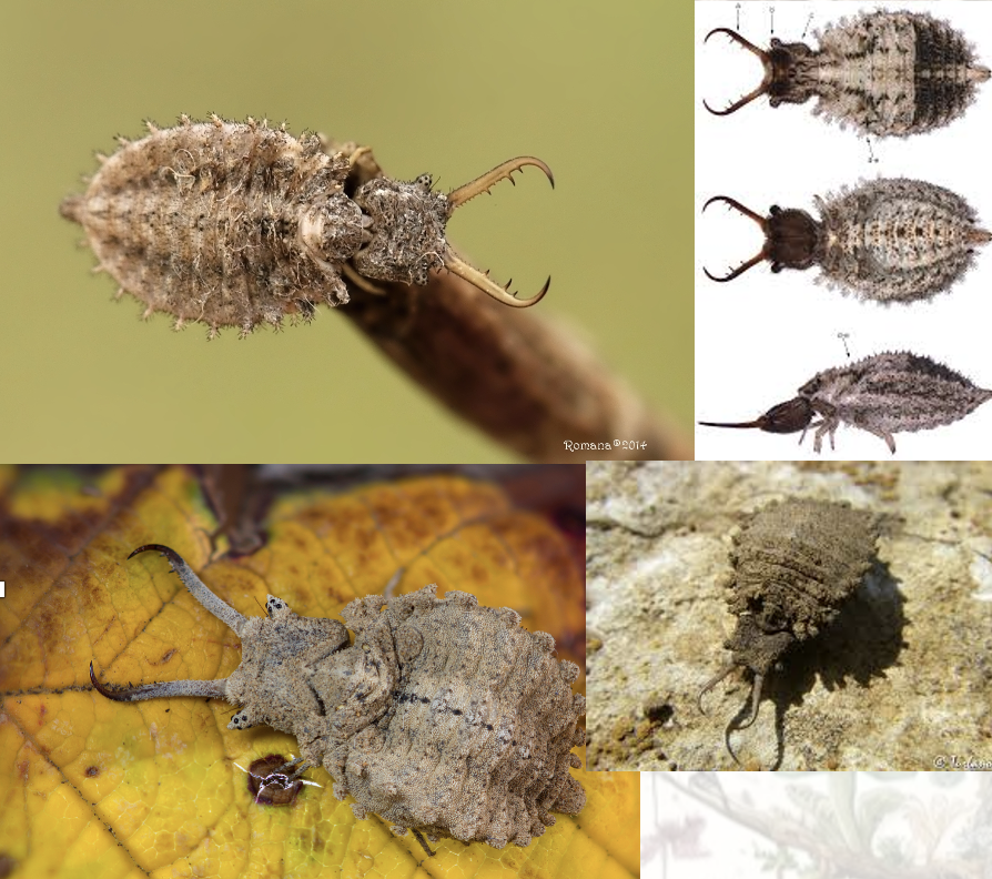 <p>Latin, magyar, védett?</p>