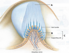 <p>The membrane that surrounds the hair in side the crista ampullaris</p>