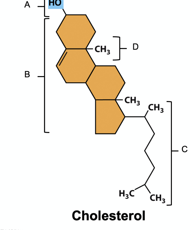 <p></p><p><span>In the following figure of cholesterol, which is the hydrophilic component of the molecule?</span><br></p>