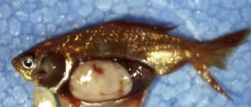 <p>The swollen heparopancreas is linked to infection by … (which are animals for the record not protists)</p>