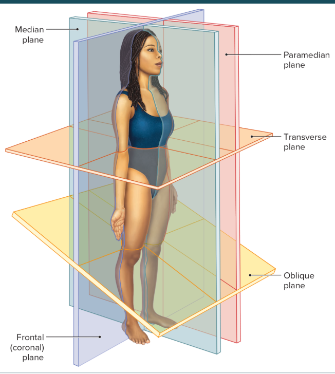 <p>A lengthwise vertical plane that divides the body or an organ into right and left portions.</p>