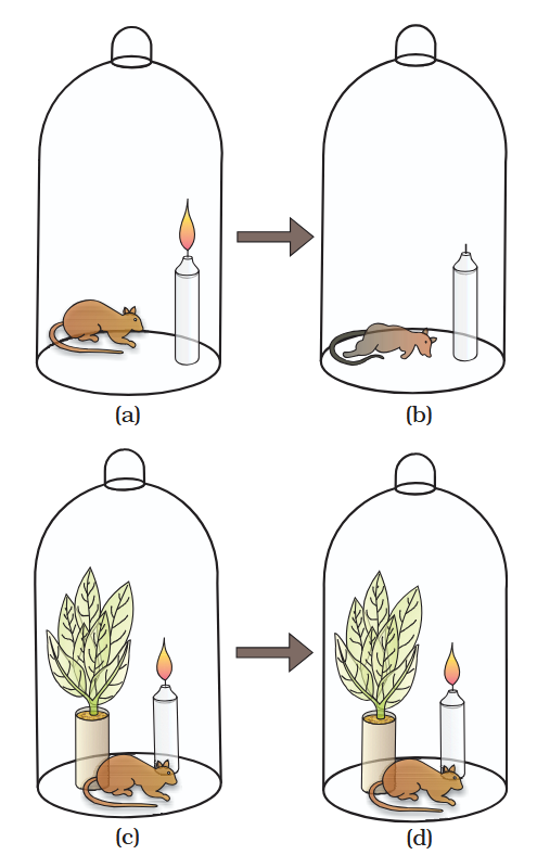 <p>What did this experiment prove?</p>