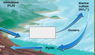 <p>sulfur cycle: name this step</p>