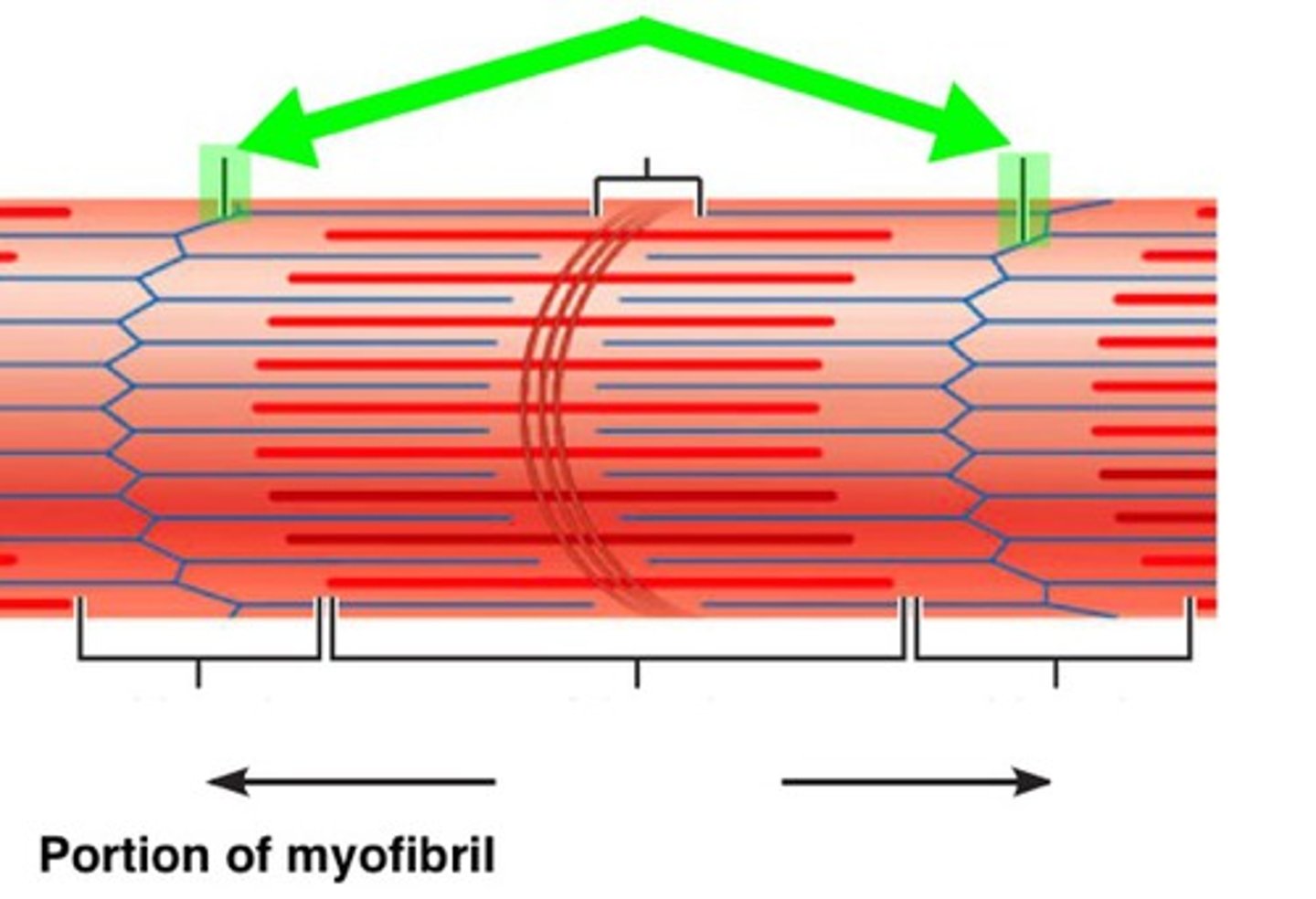 <p>The boundaries at the two ends of each sarcomere.</p>