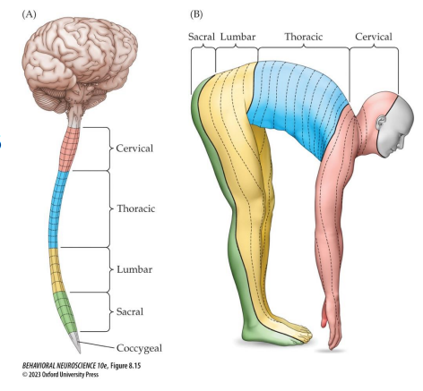 <p>Region of skin innervated by a particular spinal nerve </p><p>Reflect quadruped </p>