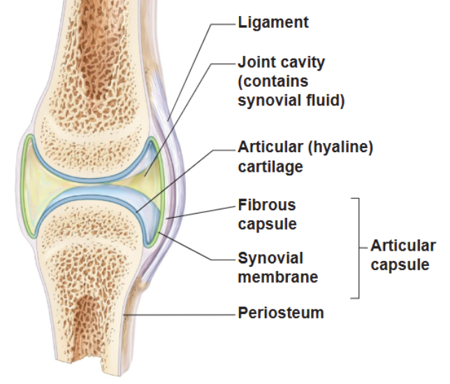 <p>articular cartilage - hyaline cartilage</p><p>joint (synovial) cavity - small potential space</p><p>articular (joint) capsule </p><ul><li><p>outer fibrous capsule - dense irregular connective tissue</p></li><li><p>inner synovial membrane - loose connective tissue</p></li></ul><p>synovial fluid</p><ul><li><p>viscous slippery filtrate of plasma &amp; hyaluronic acid</p></li><li><p>lubricates and nourishes articular cartilage</p></li></ul><p>3 possible types of reinforcing ligaments</p><ul><li><p>capsular (intrinsic) - part of fibrous capsule</p></li><li><p>extracapsular - outside capsule</p></li><li><p>intracapsular - deep to capsule; covered by synovial membrane</p></li></ul><p>rich nerve and blood vessel supply</p>