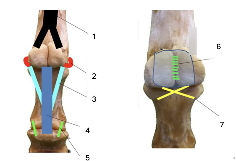 <p>Name the structures.</p>