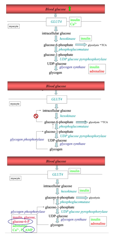 <ul><li><p>Similar conversions and enzymes</p></li><li><p>350–800g glycogen</p><ul><li><p>A bigger range</p></li><li><p>Depends on the condition: fasted or fed, exercise</p></li></ul></li></ul><p></p>
