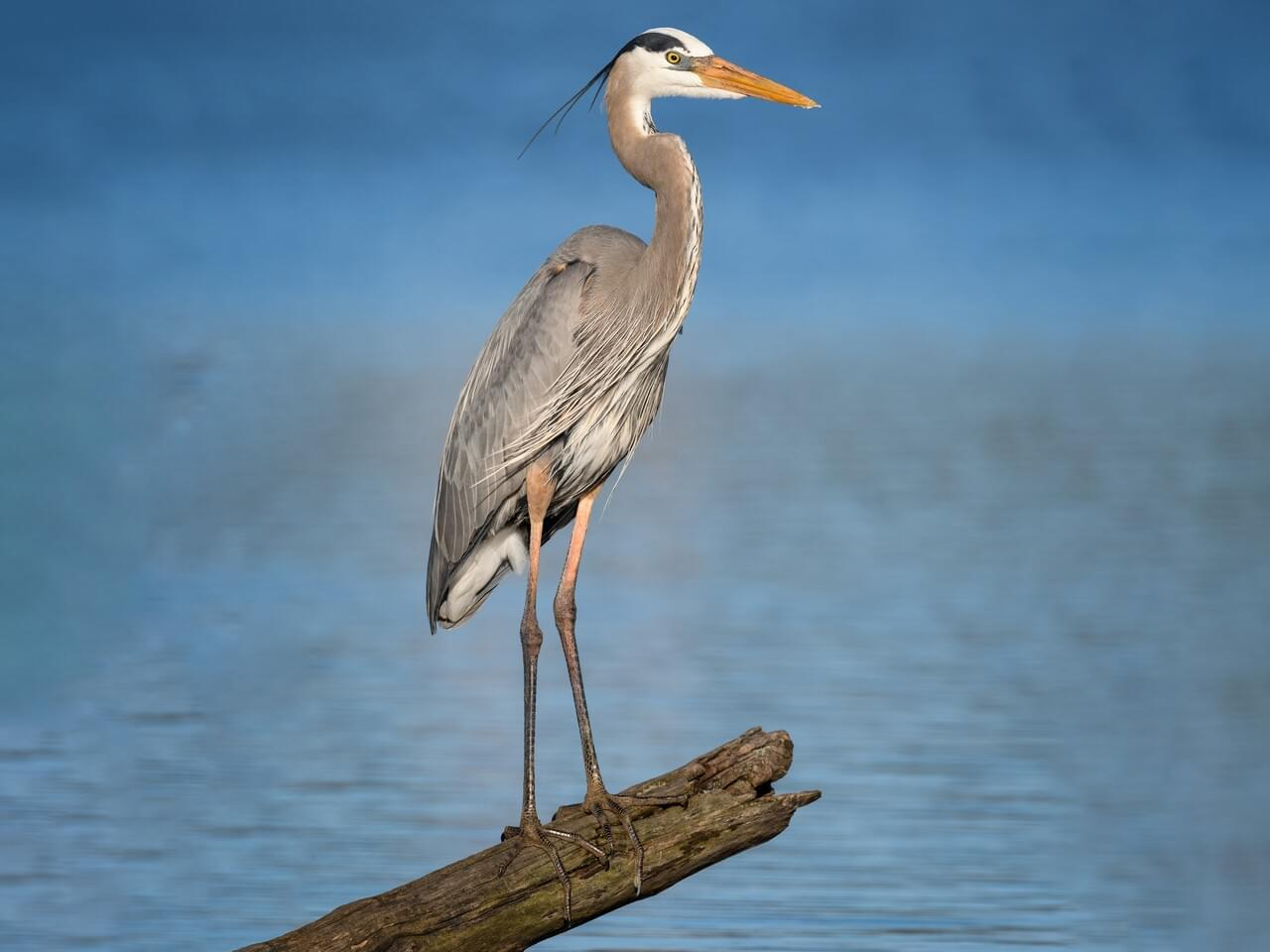 <p>Great blue heron </p>