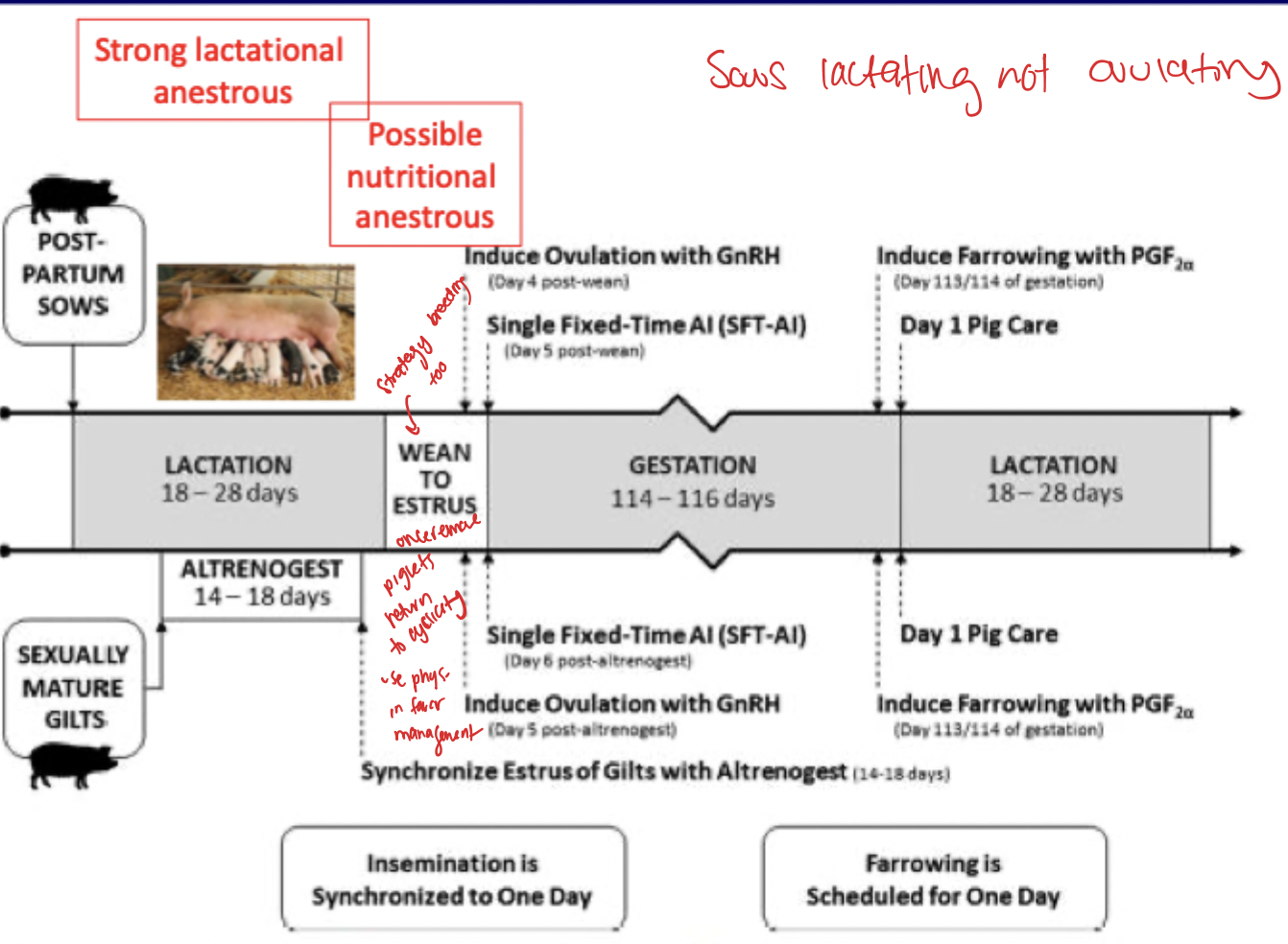 <p>2 reasons anestrous </p><ol><li><p>sows dont ovulate when lactating </p></li></ol><ul><li><p>Because suckling → inhibits GnRH → ↓ LH → no ovulation</p></li></ul><ol start="2"><li><p>Nutritional anestrous </p></li></ol><ul><li><p>If sow loses too much weight during lactation- delayed estrous after weaning </p></li></ul><p>Once suckling stops estrus starts so use this as breeding strategy </p><ul><li><p>Suckling stops → GnRH returns → LH ↑ → ovulation (~4–6 days after weaning)</p></li><li><p>This is weaning to estrus and allows producers to control and synch</p></li></ul><p></p>
