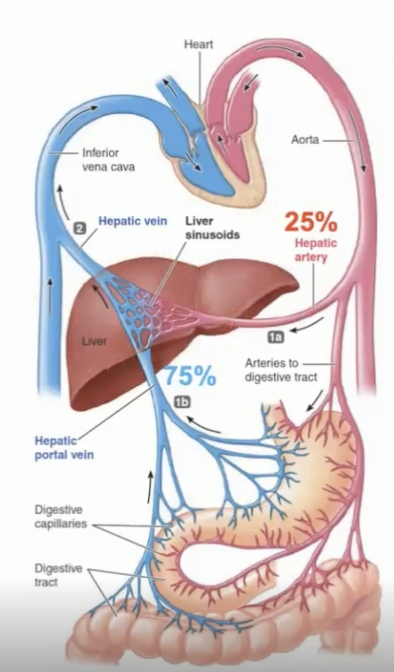 <ul><li><p>25%</p></li><li><p>delivered via hepatic artery </p></li><li><p>O2 rich blood </p></li></ul><p></p>