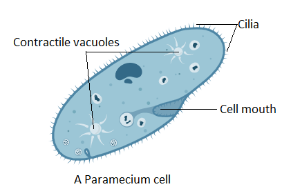 <p>contractile vacuole</p>