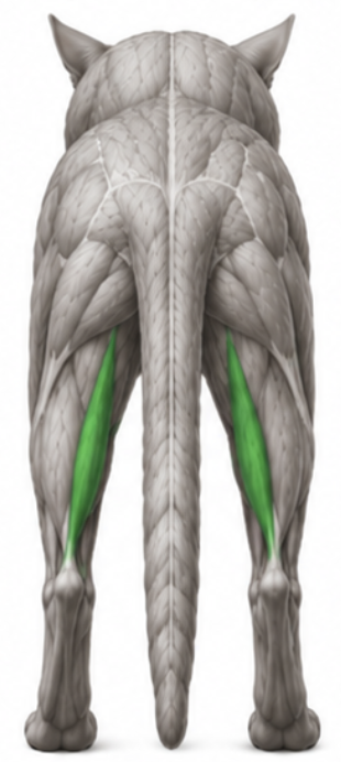 <p>What cat muscle is this?</p>