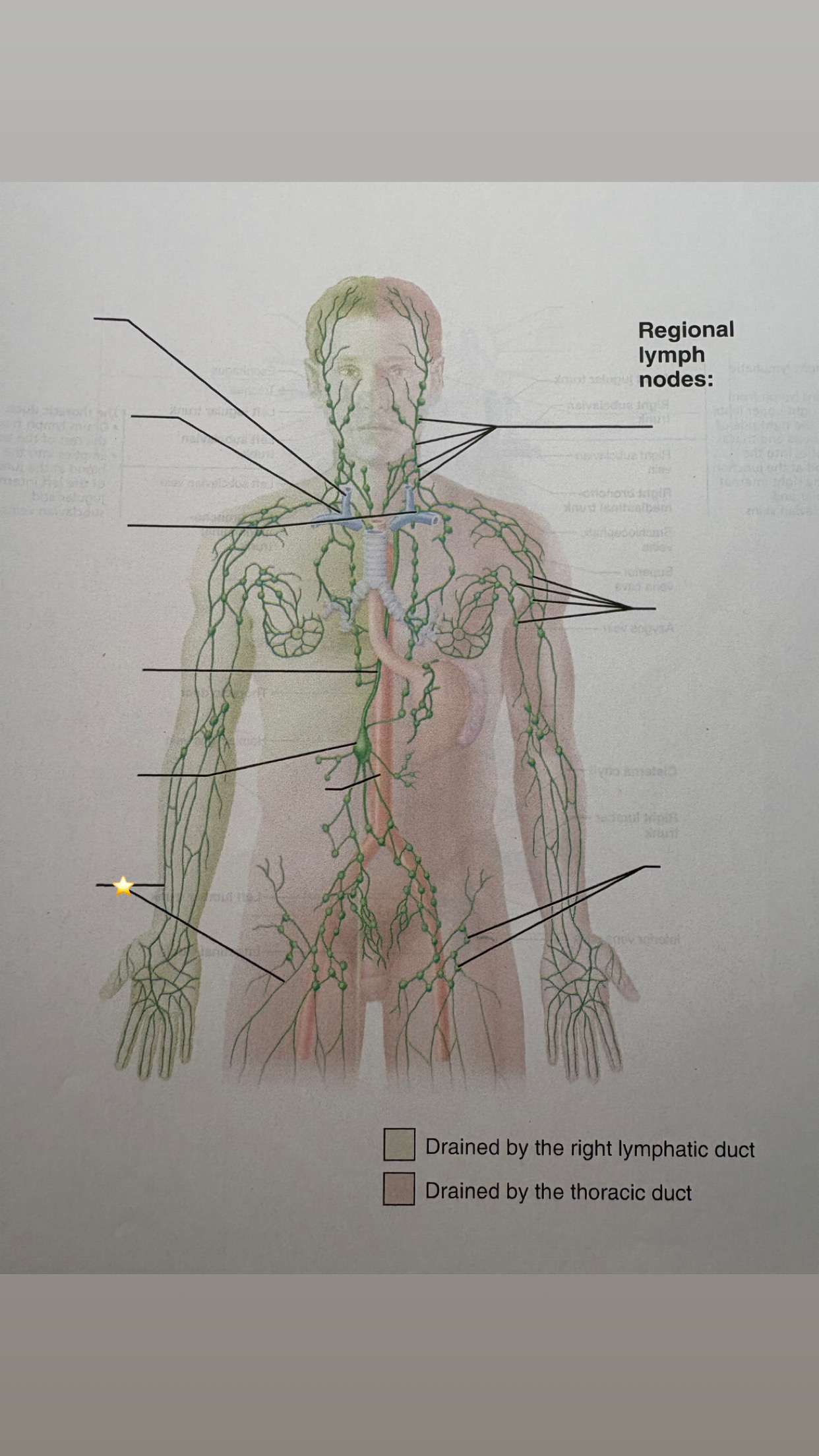 <p>label the starred structure</p>