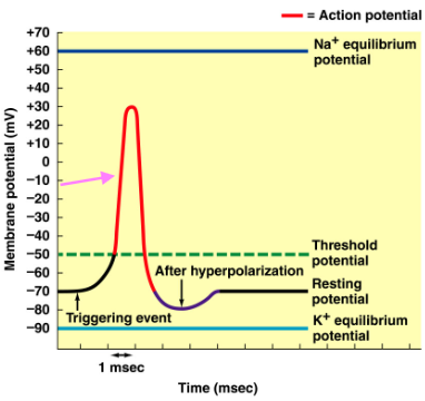 <p><span style="background-color: transparent;"><u>Voltage-gated Na<sup>+</sup> channel</u> - </span>opens <strong>quickly</strong><span style="background-color: transparent;"><strong> </strong>(< 0.5 ms) in response to depolarization, allowing Na<sup>+</sup> to flow down its electrochemical gradient into the cell</span></p>