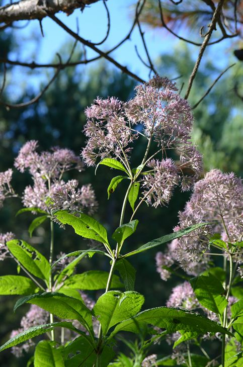 <p>Eutrochium purpureum</p>