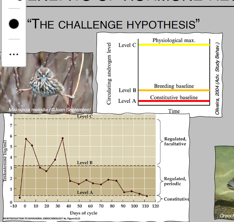 <p><span>The </span><strong>Challenge Hypothesis</strong> states that <mark>a male animal's testosterone levels are driven by </mark><strong><mark>social challenges</mark></strong><mark>, such as competing with rival males, rather than just the change in seasons</mark>.</p><p>It explains that keeping testosterone permanently high is harmful because it lowers immunity and stops males from caring for their offspring. Therefore, testosterone only spikes when a male is actively challenged.</p>