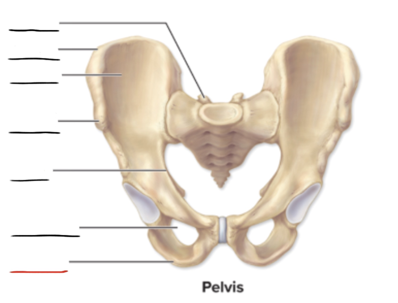 <p><strong>Anatomic Term</strong></p><p>Description</p><p>(General Structure)</p>