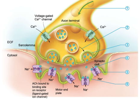 <p>Muscle contraction</p>
