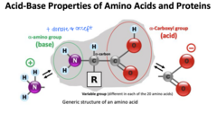 <p>amino group (NH2), carboxyl group (COOH), R group</p>