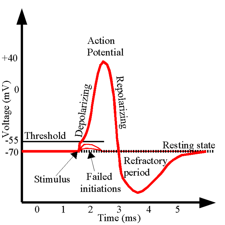 <p>The process of returning the membrane potential back to its resting negative state after depolarization, primarily due to the efflux of potassium ($$\text{K}^+$$) ions.</p>